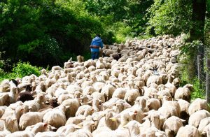 Abruzzo tours Italy with Italian Provincial Tours for transumanza