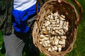 Mushroom hunting on Abruzzo Italy Food Tours with Italian Provincial Tours