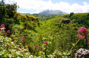 La Majella mountain and wildflowers on walking Abruzzo Tours of Italy