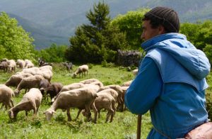 Small Group Tours Italy Shepherd and his flock in Abruzzo