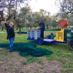 food-tours-of-Abruzzo-Italy-picking-olives-extra-virgin-olive-oil