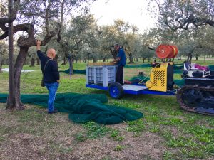 food-tours-of-Abruzzo-Italy-picking-olives-extra-virgin-olive-oil