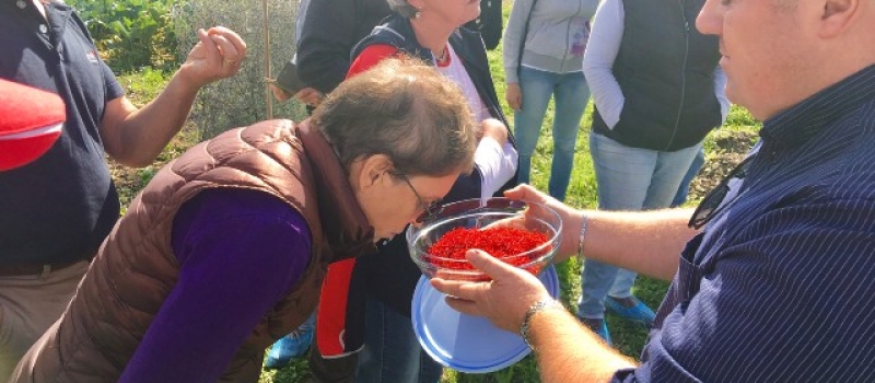 Navelli Saffron saffron-food-tour-Italy-Abruzzo